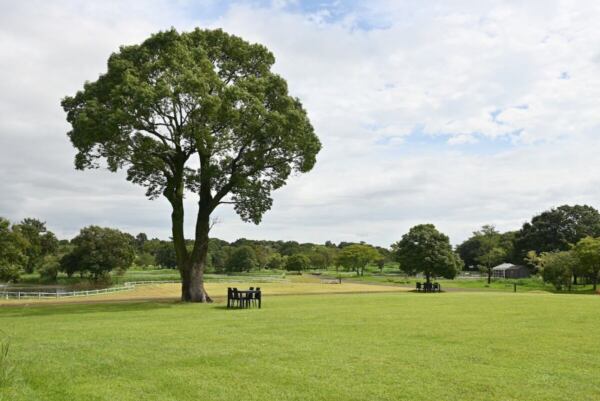 芝生広場